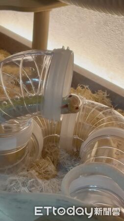 ▲。（圖／Threads@fwjp_aoaomi提供，請勿隨意翻拍，以免侵權。）