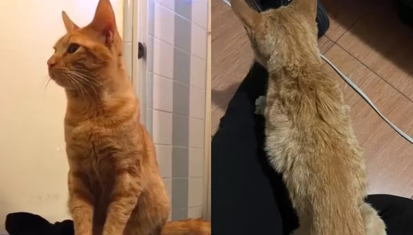 失蹤4年橘貓回家　女見「驚人變化」再迎心碎結局：到底經歷什麼。（圖／翻攝自TikTok／iamjade_03）