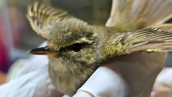 ▲極北柳鶯迷航林口。（圖／新北市動保處提供）