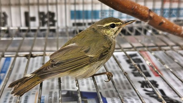 ▲極北柳鶯迷航林口。（圖／新北市動保處提供）