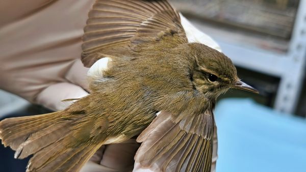 ▲極北柳鶯迷航林口。（圖／新北市動保處提供）