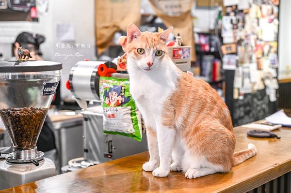 ▲▼貓圖咖啡 CAT. jpg cafe。（圖／部落客周花花授權提供）