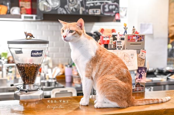 ▲▼貓圖咖啡 CAT. jpg cafe。（圖／部落客周花花授權提供）