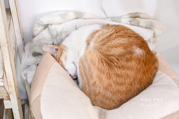 ▲▼貓圖咖啡 CAT. jpg cafe。（圖／部落客周花花授權提供）