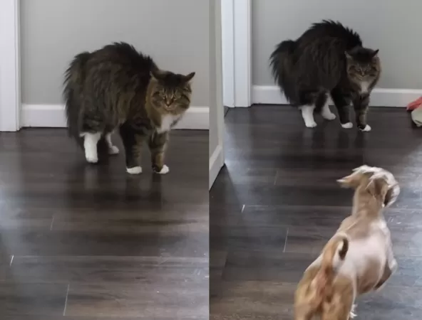 貓咪看到剃毛狗狗嚇到炸毛。（圖／翻攝自Tiktok@keeshlife）