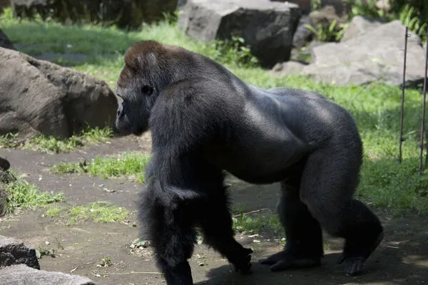 ▲▼大猩猩。 （示意圖／達志影像）