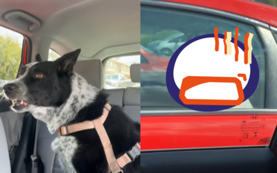 貓咪太挑釁！？牧羊犬對隔壁車瘋狂吠叫　女一看傻眼：誤會大了