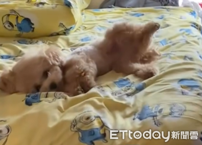 貴賓狗對到眼就「自動開後腿討摸摸」　飼主笑：完全沒矜持