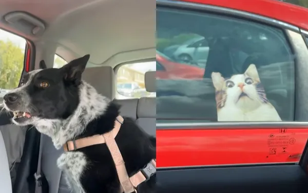 貓咪太挑釁！？牧羊犬對隔壁車瘋狂吠叫　女一看傻眼：誤會大了。（圖／翻攝自TikTok／belmelly）