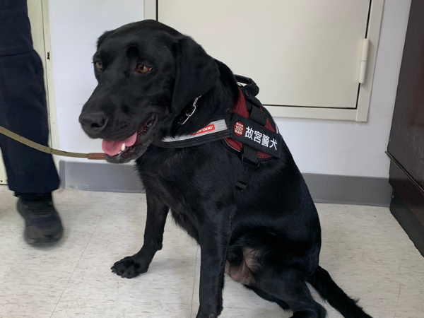 ▲「全國唯一」博物院保護文物偵爆犬 台北故宮警犬隊超親人(圖/國立故宮博物院提供,請勿隨意翻拍,以免侵權。)