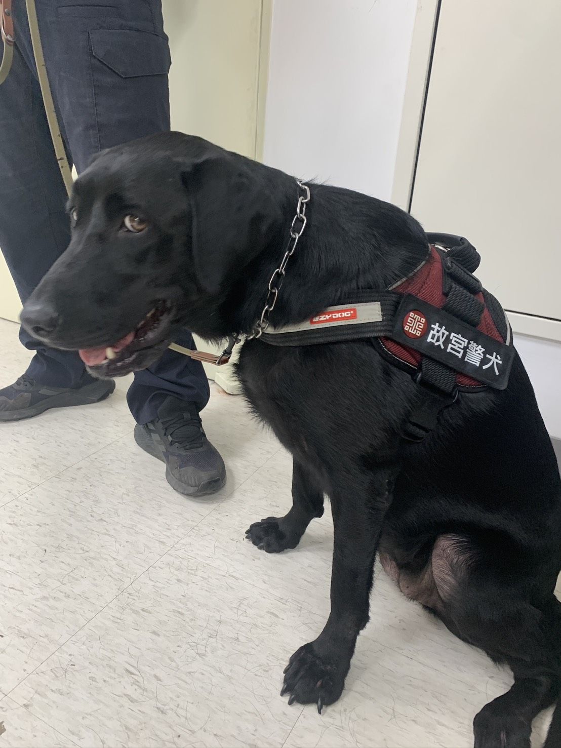 ▲「全國唯一」博物院保護文物偵爆犬 台北故宮警犬隊超親人(圖/國立故宮博物院提供,請勿隨意翻拍,以免侵權。)