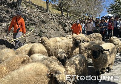 清境農場首辦「雲嶺奔羊會」　36隻瓦萊黑鼻羊要與遊客親密互動