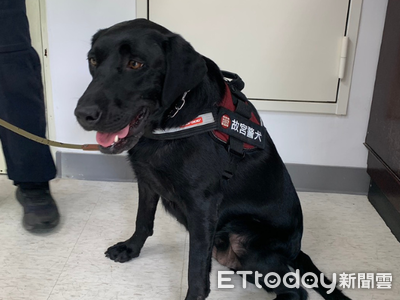 故宮也有汪汪隊!4隻偵爆犬「全國唯一」 任務保護文物