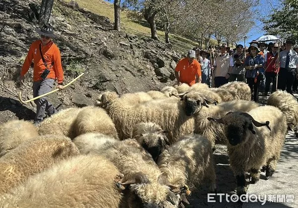 ▲首屆「雲嶺奔羊會」登場，萬羊奔馳清境高山草原。（圖／清境農場提供，下同）