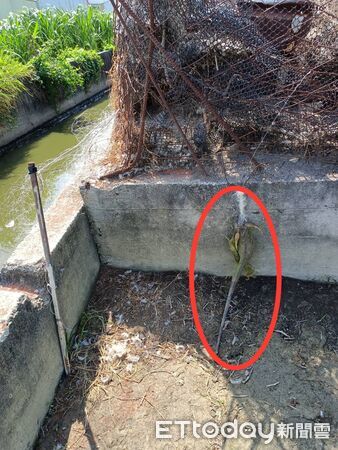 ▲屏東縣府推動圍網補助防治綠鬣蜥入侵。（圖／記者陳崑福翻攝）