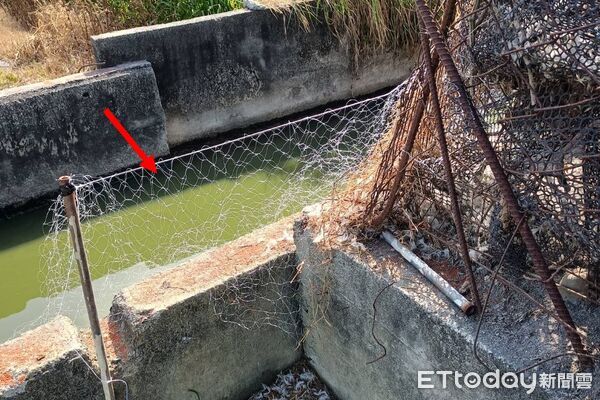 ▲屏東縣府推動圍網補助防治綠鬣蜥入侵。（圖／記者陳崑福翻攝）
