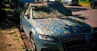 愛車被鳥屎攻擊「機率最高車色&品牌曝光」!這些撇步能避免遭殃