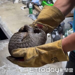 「鐵甲武士」穿山甲藏車底鑽入車縫　枋寮警消合力驚險救援