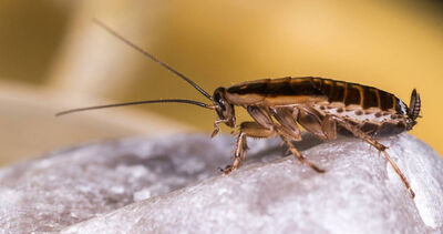 房裡「明明沒食物」卻出現大蟑螂　「這幾處」被狂點名：快封起來