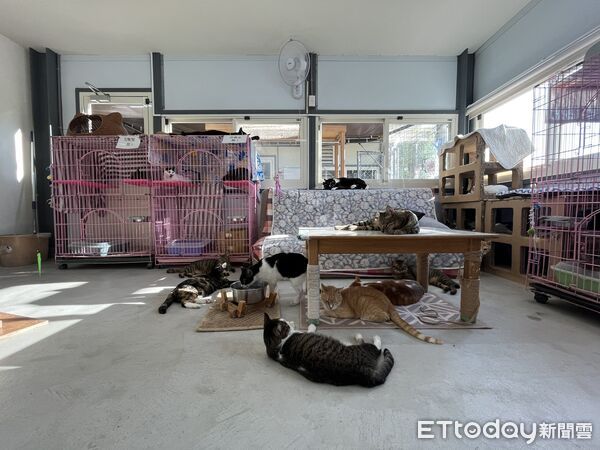 橘貓芬達。（圖／台北市動保處提供）