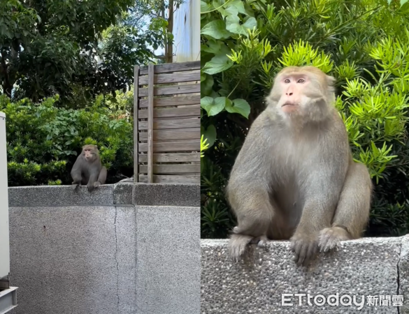 內湖猴子。(圖/Threads@we760223提供)