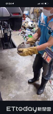 ▲穿山甲鑽車底。（圖／記者陳崑福翻攝）