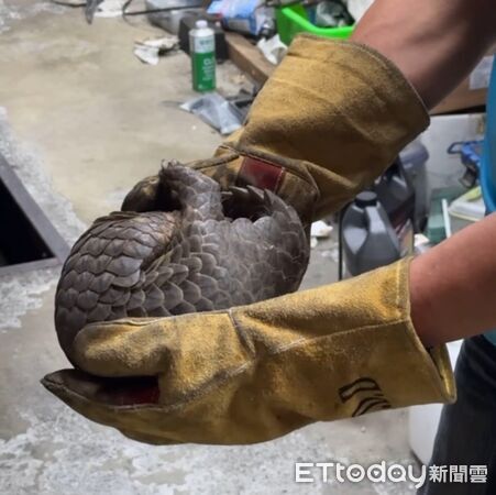 ▲穿山甲鑽車底。（圖／記者陳崑福翻攝）