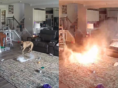 狗狗看家把行動電源當潔牙骨啃　突冒煙「碰！」爆炸起火