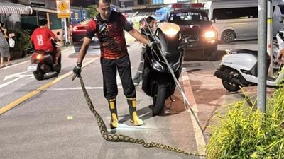 3公尺巨蟒「生吞活貓」也送命！　泰居民悚曝：社區一堆貓失蹤