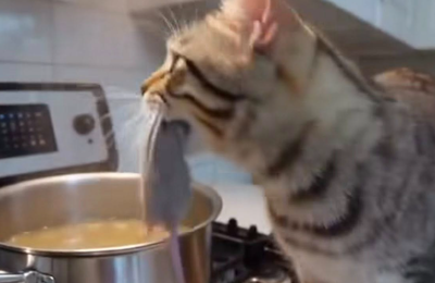 救援貓報恩「把老鼠丟鍋中加菜」　女主人看監視器畫面崩潰