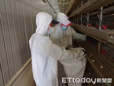 屏東爆首例高病原禽流感　撲殺鹽埔鵪鶉場近12萬隻防堵疫情