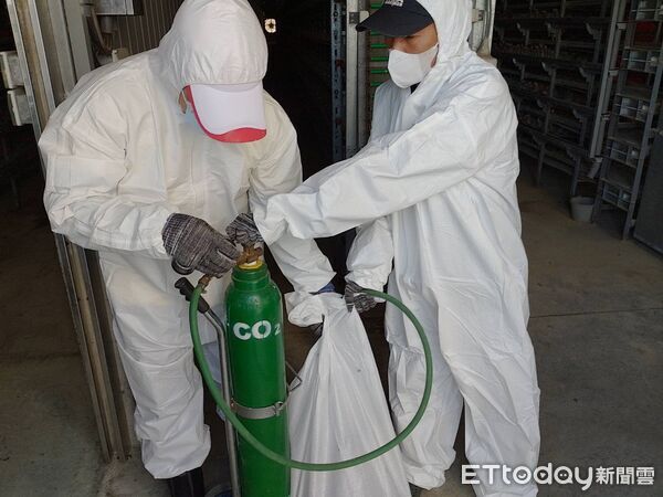 ▲屏縣府撲殺感染鵪鶉場。（圖／屏東縣政府提供）