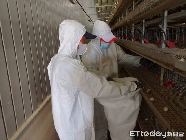 ▲屏縣府撲殺感染鵪鶉場。（圖／屏東縣政府提供）
