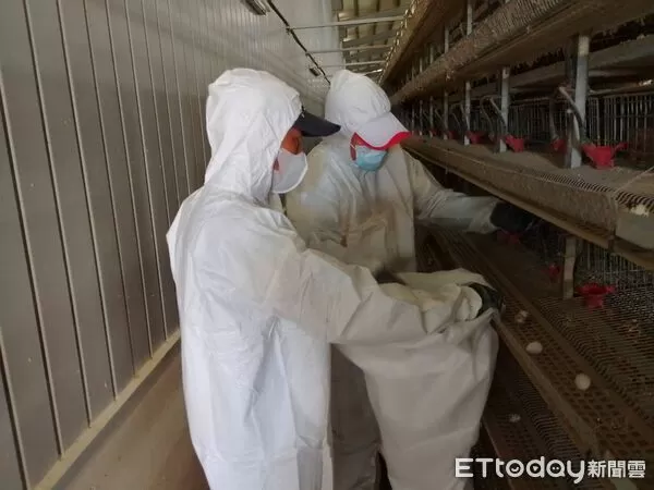 ▲屏縣府撲殺感染鵪鶉場。（圖／屏東縣政府提供）