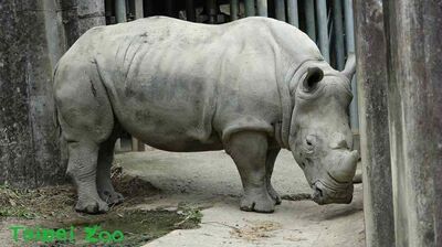 北動白犀牛「犀慧」下午突離世！　遊客目睹牠倒臥翻滾抽搐