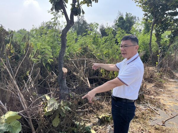 ▲鹿港公所8棵大葉欖仁樹慘遭斷頭。（圖／鹿港公所提供）