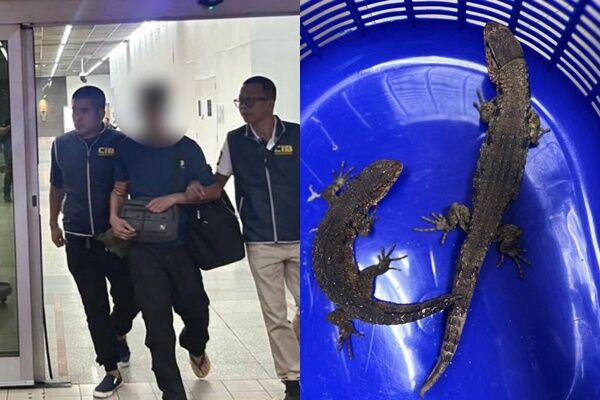 3台男在泰國機場被捕！「52珍稀動物」用絲襪綁身上　走私價碼曝