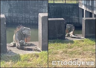 台南排水溝驚見「超巨綠鬣蜥」　體型嚇壞網友：根本史前恐龍