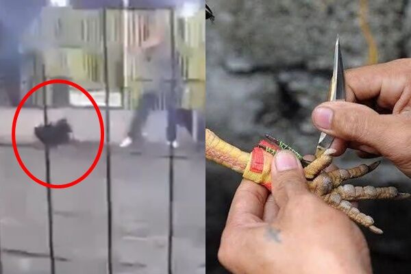 ▲▼鬥雞綁刀片「突飛起來攻擊」！　一刀砍中飼主下體奪命。（圖／翻攝自@Ian_Collins_03）