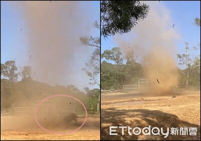 他六福村搭小火車驚見龍捲風　疣豬躺地休息「被掃過」嚇翻狂奔