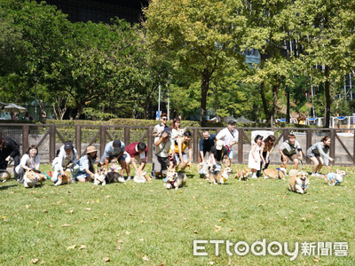 2025台北狗狗運動嘉年華　「20隻柯基」PK大賽！小短腿跑超快