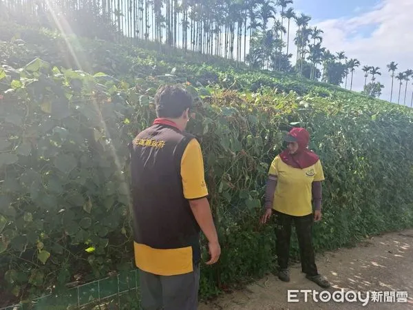 ▲▼花蓮縣政府農業處會同相關單位現場勘查，確認災情。（圖／花蓮縣政府提供，下同）