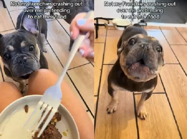 ▲。（圖／翻攝自TikTok／@reo.rolo.the.frenchies）