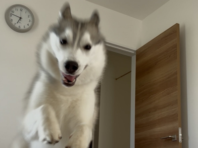 早上被「哈士奇鬧鐘」飛撲叫醒 每天定時重擊鏟屎官