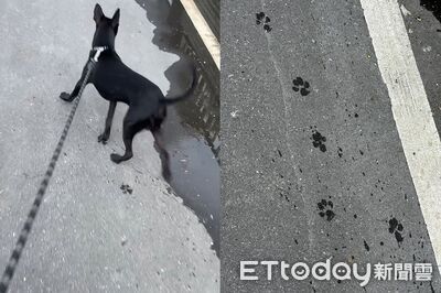 歐告散步「踩出整串小梅花」　發現沒腳印還會自己去補水