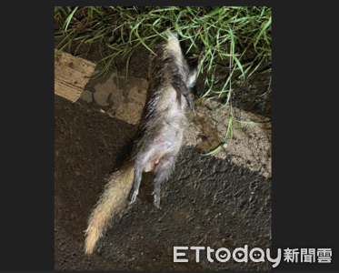 鼬獾狂犬病再現恆春半島　今年屏東累計第5例