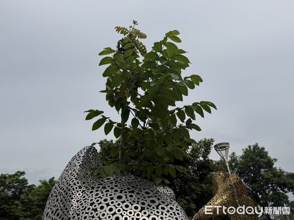▲火焰木從「幸福召喚」貓造型裝置頭頂竄出，形成罕見生命共生景象。（記者林東良翻攝，下同）