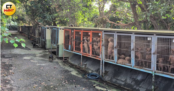 獨／獸醫師開繁殖場！上百犬全遭割聲帶　苗栗動防所獲報竟拒絕查緝