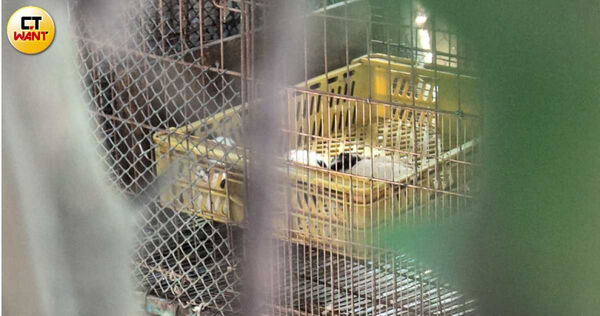 獨／獸醫師開繁殖場！上百犬全遭割聲帶　苗栗動防所獲報竟拒絕查緝