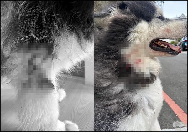 ▲▼▲▼比特犬沒牽繩亂攻擊！民眾愛犬遭咬「傷口十公分噴血」　鄰居打電話飼主才現身。（圖／翻攝自threads